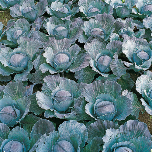 Cabbage Integro F1 Organic Seed A20221080