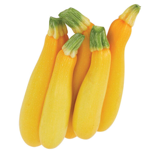 Squash Goldy F1 Organic Seed A20221761