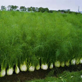 Fennel Orion F1 Organic Seed A20221273