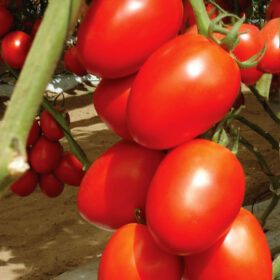 Tomato Granadero F1 Organic Seed A20221795