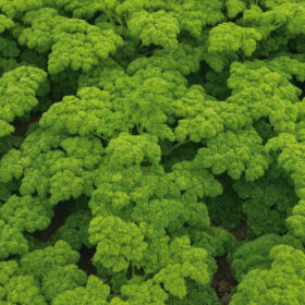 Parsley Krausa Organic Seed A20221551
