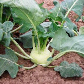 Kohlrabi Korist F1 Organic Seed A20221397