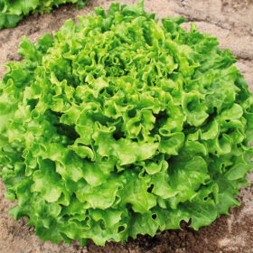 Lettuce Muir MTO Organic Seed A20221428