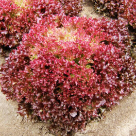 Lettuce Fossey MTO Organic Seed A20221418