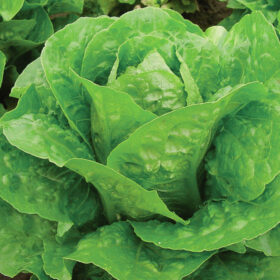 Lettuce Coastal Star MTO Organic Seed A20221413