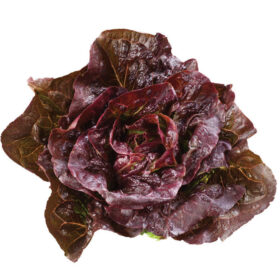 Lettuce Pomegranate Crunch MTO Organic Seed A20221432