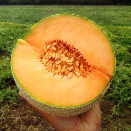 Melon Divergent F1 Organic Seed A20221460