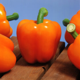 Pepper Milena F1 Organic Seed A20221915