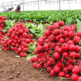 Radish Celesta F1 Organic Seed A20221699