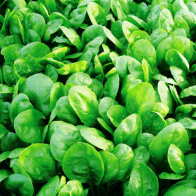Spinach Corvair F1 Organic Seed A20221708