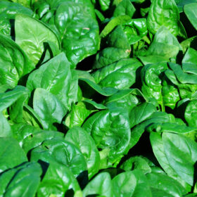 Spinach Regiment F1 Organic Seed A20221710