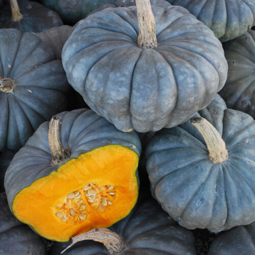 Squash Queensland Blue Seed A20222036