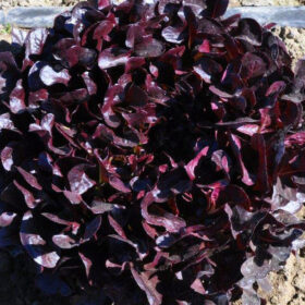 Lettuce Buckley MTO Organic Seed A20221443