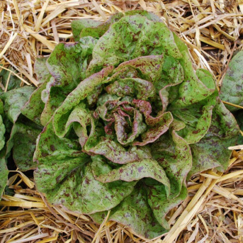 Lettuce Speckled Organic Seed A20221438