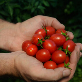 Tomato Mountain Honey F1 Seed A20221818