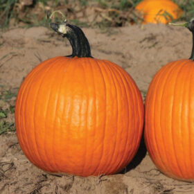 Pumpkin Orange Sunrise F1 Seed A20221983