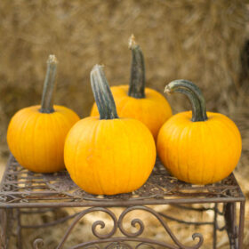 Pumpkin Sunlight F1 Seed A20222015