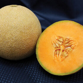 Melon Lilliput F1 Seed A20221480