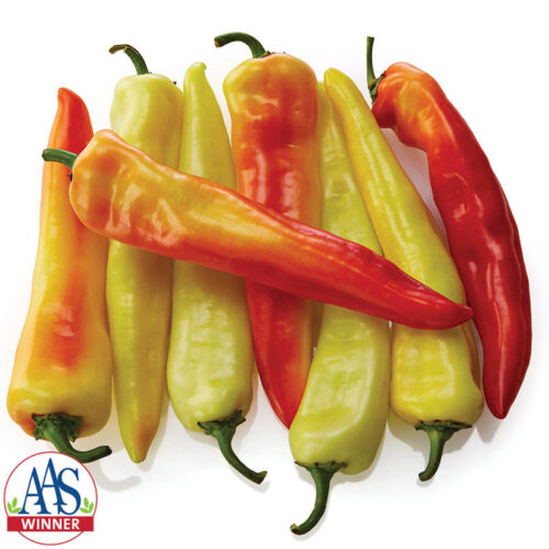 Pepper Sweet Sunset F1 Seed A20221939