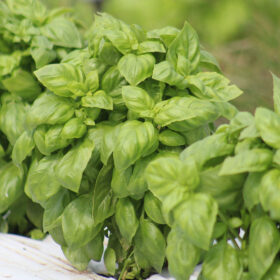 Basil Everleaf Genovese A20221347