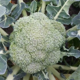Broccoli Belstar F1 Organic Seed A20221056