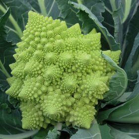 Cauliflower Veronica F1 Organic Seed A20221117