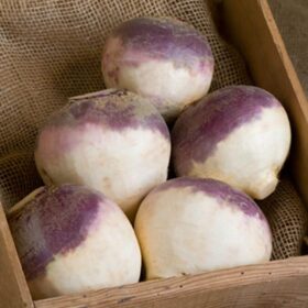 Rutabaga Helenor Organic Seed A20221702