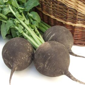 Radish Black Round Spanish Organic Seed A20221687