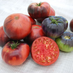 Tomato Indigo? Blue Beauty Organic Seed A20221817