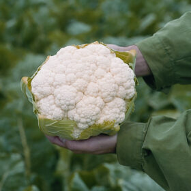 Cauliflower Flamenco F1 Seed A20221111