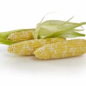 Sweet Corn Biotech Temptation II F1 Seed A20221209