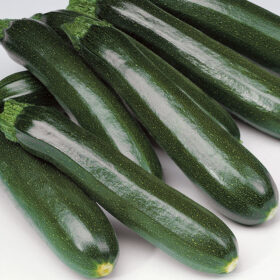 Squash Dunja F1 Organic Seed A20221736