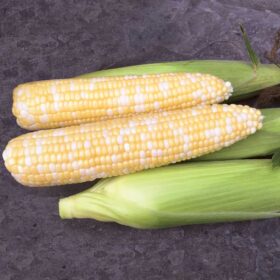 Sweet Corn Biotech Remedy F1 Seed A20221207