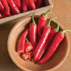 Pepper Red Ember F1 Organic Seed A20221949