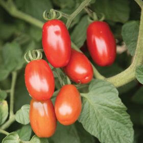 Tomato Valentine F1 Organic Seed A20222124