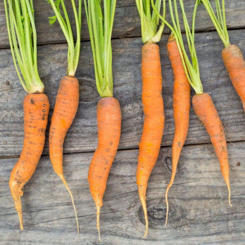 Carrot Fuerte F1 Seed A20221093
