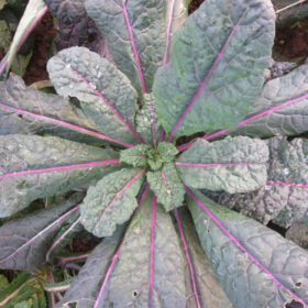 Kale Dazzling Blue Organic Seed A20221385
