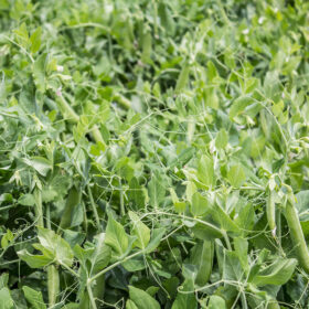 Pea SS 141 Sugar Snap Organic Seed A20221571