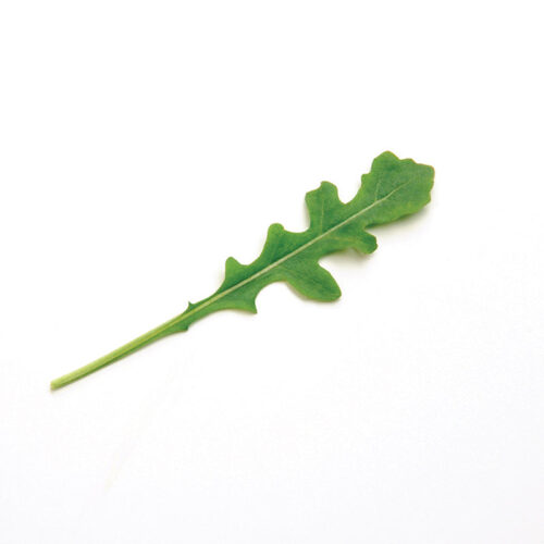 Arugula Bellezia Organic Seed A20221003