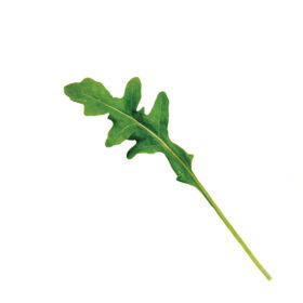 Arugula Grazia Organic Seed A20221334