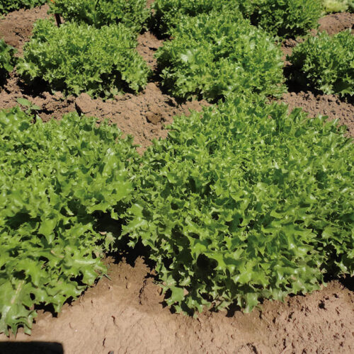 Lettuce Ezrilla MTO Organic Seed A20221417