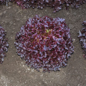 Lettuce Brentwood MTO Organic Seed A20221408