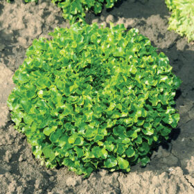 Lettuce Hampton MTO Organic Seed A20221421