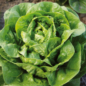 Lettuce Dragoon MTO Organic Seed A20221415