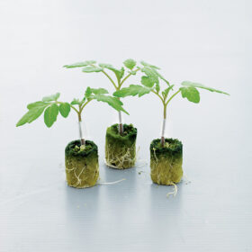 Tomato Estamino F1 Organic Seed A20221791