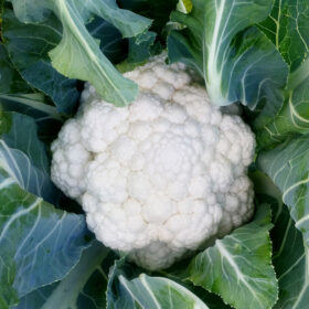 Cauliflower Mardi F1 Organic Seed A20221112