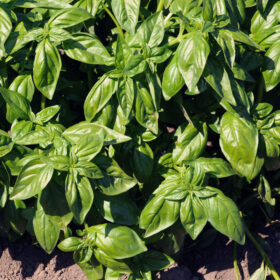 Basil Eleonora Organic Seed A20221345