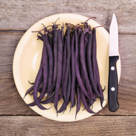 Bean Royal Burgundy Organic Seed A20221032