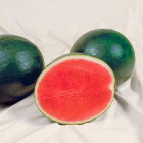 Watermelon Sweet Gem F1 Seed A20221840