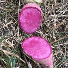 Radish Redmoon F1 Seed A20221697